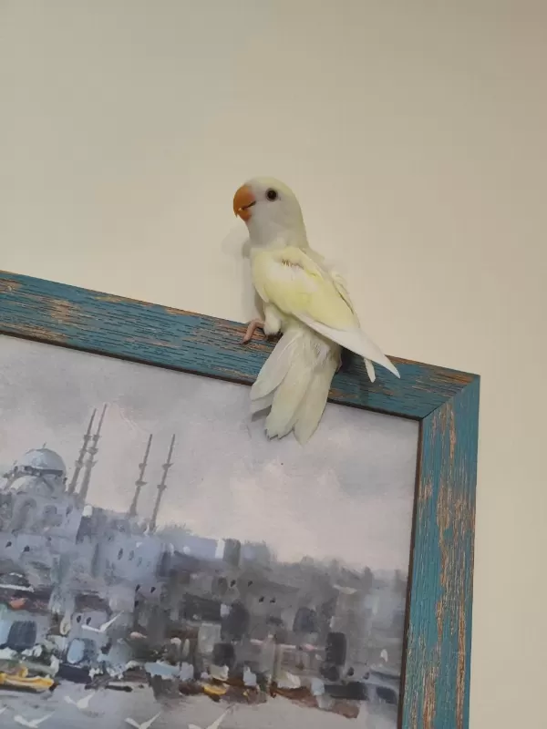 Kremino Yavru Sevda Papağanları