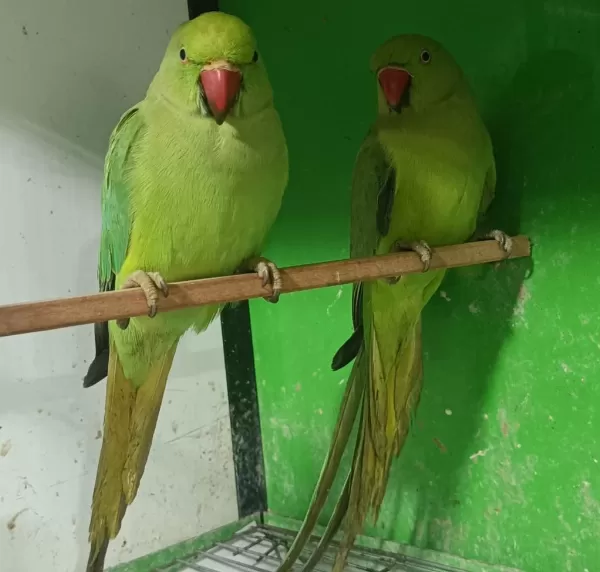 Kapalı Bilezik Pakistan Papağanlarımız