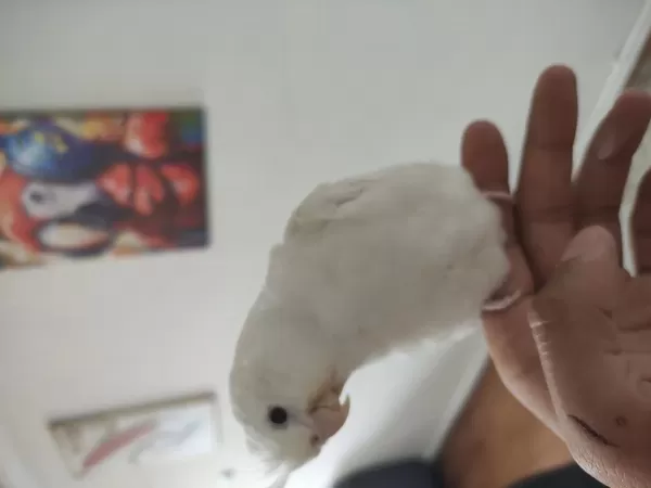 Albino Sultan Papağanı Ele Alıştık