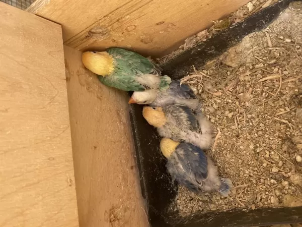 Cennet Papağani Yavru El Besleme