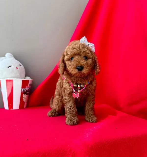 Safkan Toy Poodle Yavrularımız