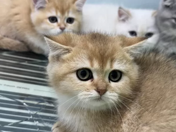 En Güzel Beyaz Mavi Gözlü British Shorthair Yavrular