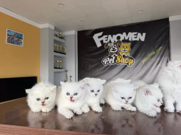 En Güzel British Shorthair Yavrulari Burada