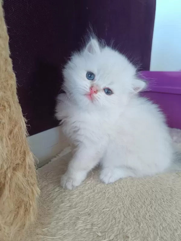 Muhteşem Güzellikte Golden Blue Point British Longhair