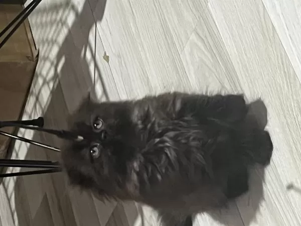 British Longhair Çikolatamıza Yuva Arıyoruz