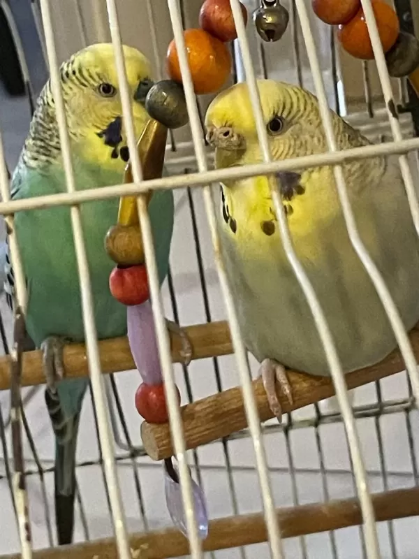 4 Adet Muhabbet Kuşu