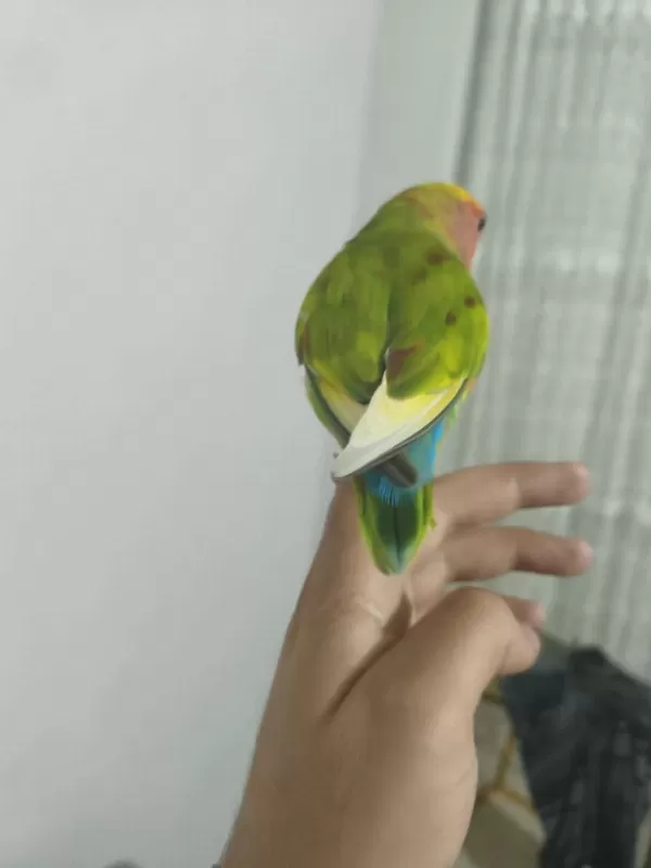 Acil Satılık Sevda Papağanımız
