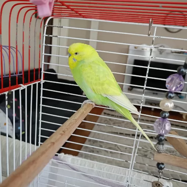 Harika Erkek Muhabbet Kuşu