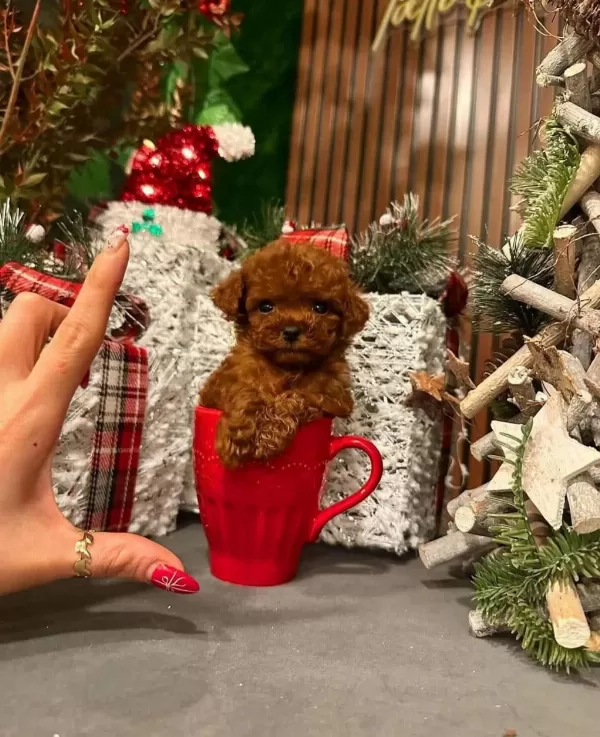Ankara Nin En Güzel Toy Poodle Yavrulari