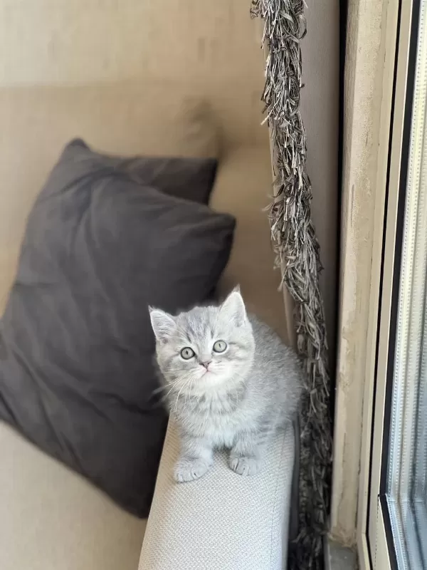 Güzel Bebeğim Oyuncu British Shorthair Yavrum