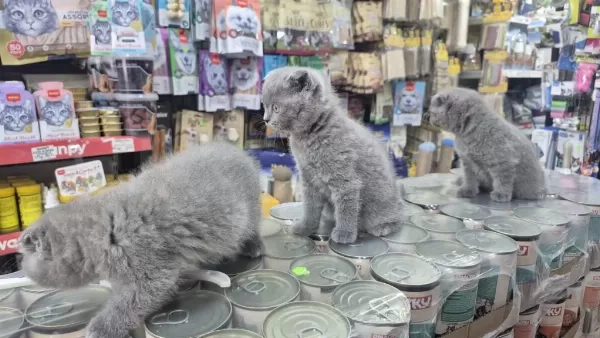 Dünya Tatlısı Çok Çok Özel Scottish Fold Bebekler