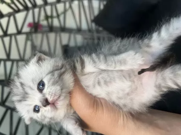 Rezerveye Müsait Bebek Kediler