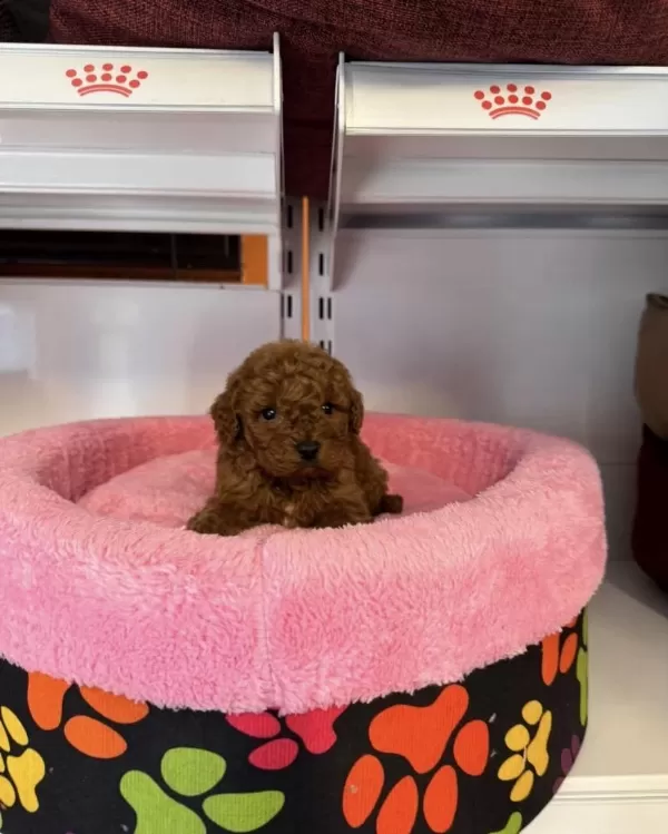Toy Poodle Babyface Yavrularımız