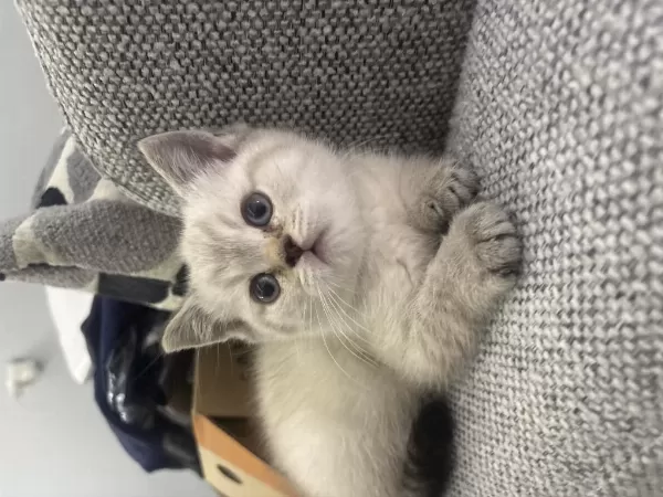 British Shorthair 2 Aylık