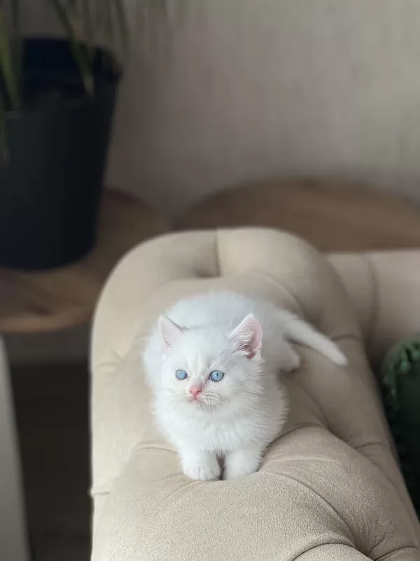 Üst Düzey Kalitede Beyaz British Shorthair