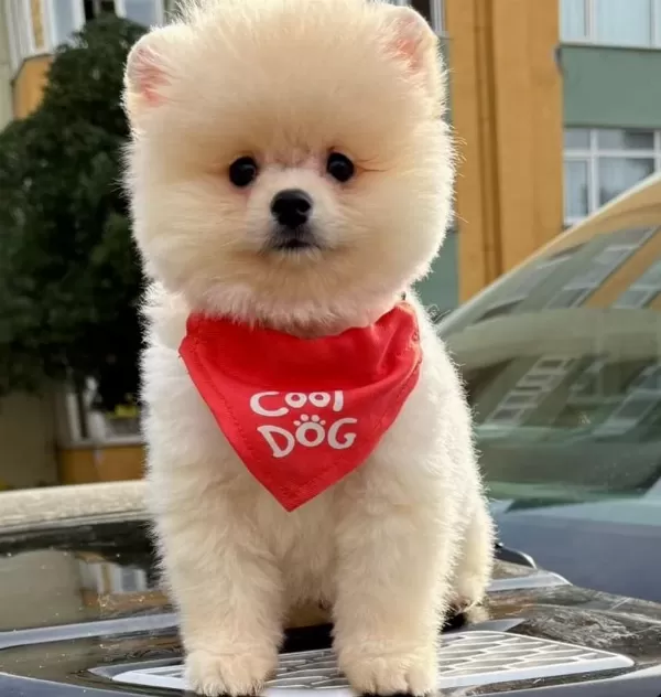 Safkan Pomeranian Boo Bebekler