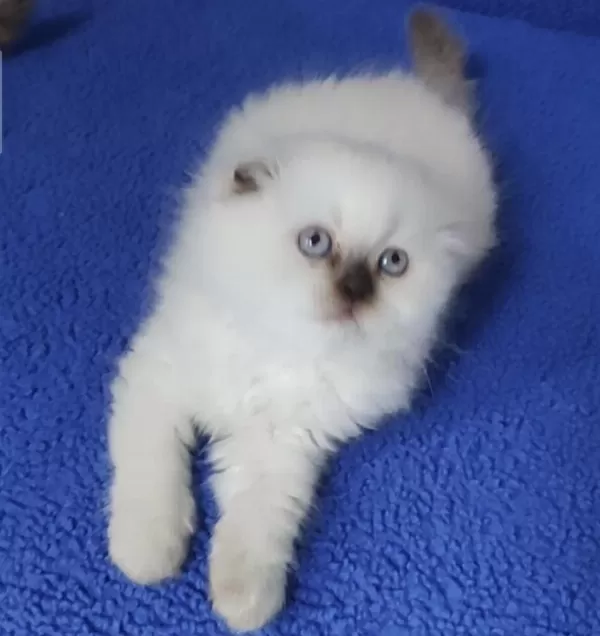 Çokolette Point Dişi Yavrumuz Yeni Sahibini Ariyor