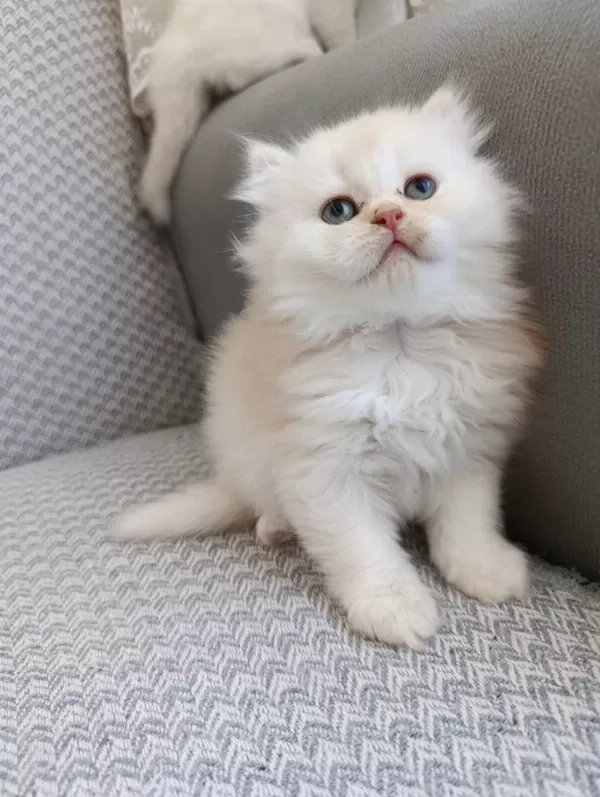 Sadece Aileye British Longhair