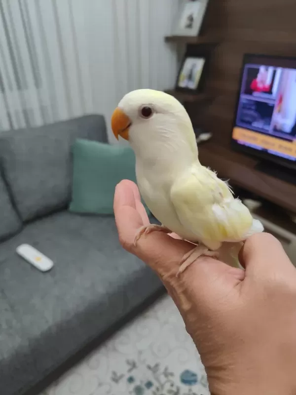 Kremino Yavru Sevda Papağanları