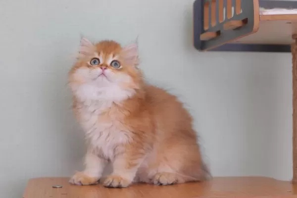 British Longhair Safkan Erkek