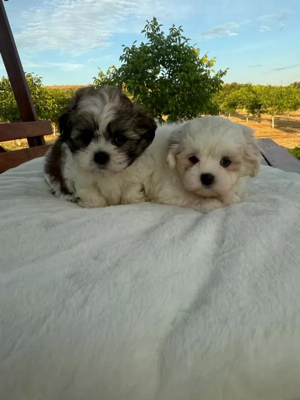 Açık Renk Ve Trecolor Shih Tzu Bebekler Sun Kennels