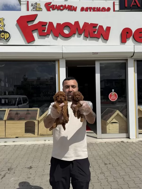 Shoooowwww Maltipoo Yavrular Ankara Mağazamızda