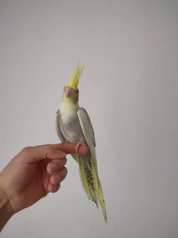 Erkek Yavru Sultan Papağanlar