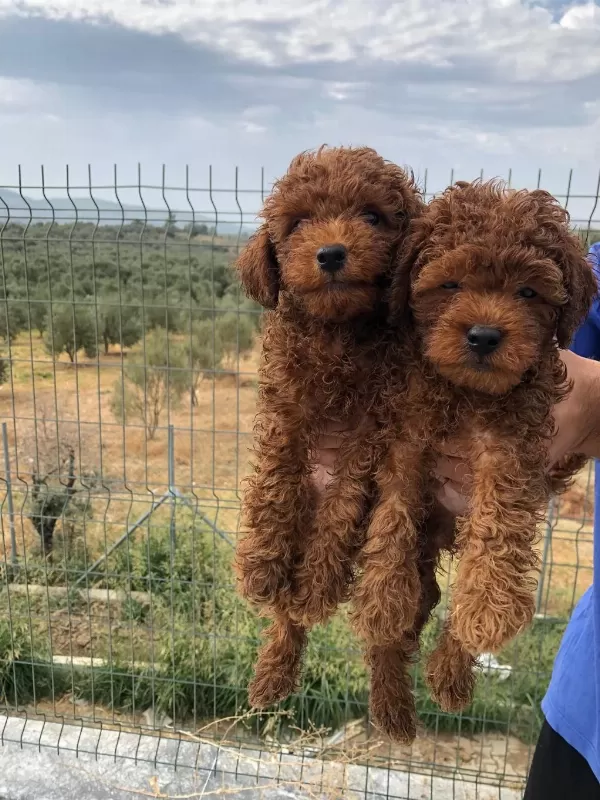 Toy Poodle Bebişlerimiz