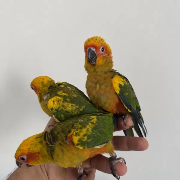 Bebek Güneş Konur Papağanlari
