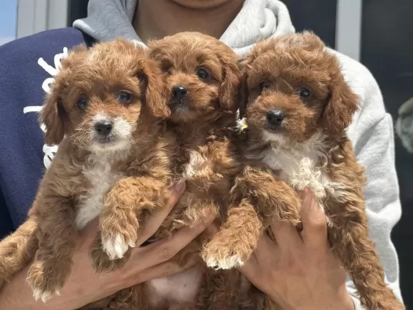 Ankarada Ziyarete Açık Mini Maltipoo