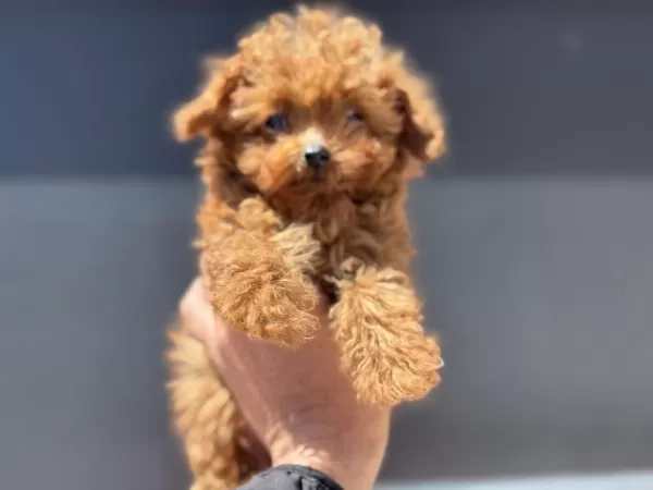 4 Aylık Tiny Kore Poodle 700 Gr Petmo Den