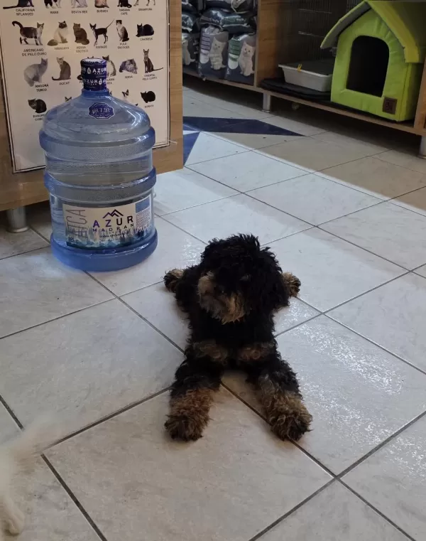Özel Renk 9 Aylik Dişi Toy Poodle