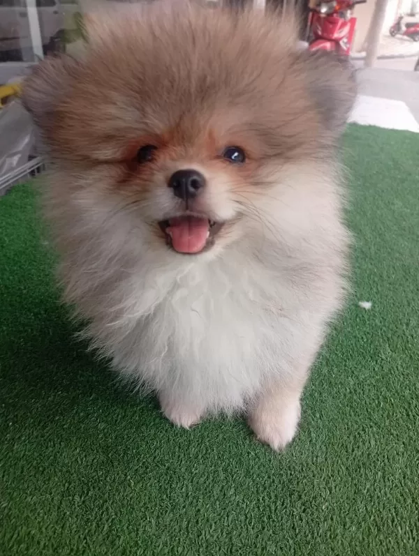 Dişi Erkek Tuvalet Eğitimli Pomeranian Boo Yavrular