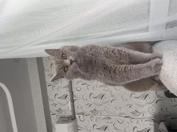 Ücretsiz Kısır British Shorthair Kedim