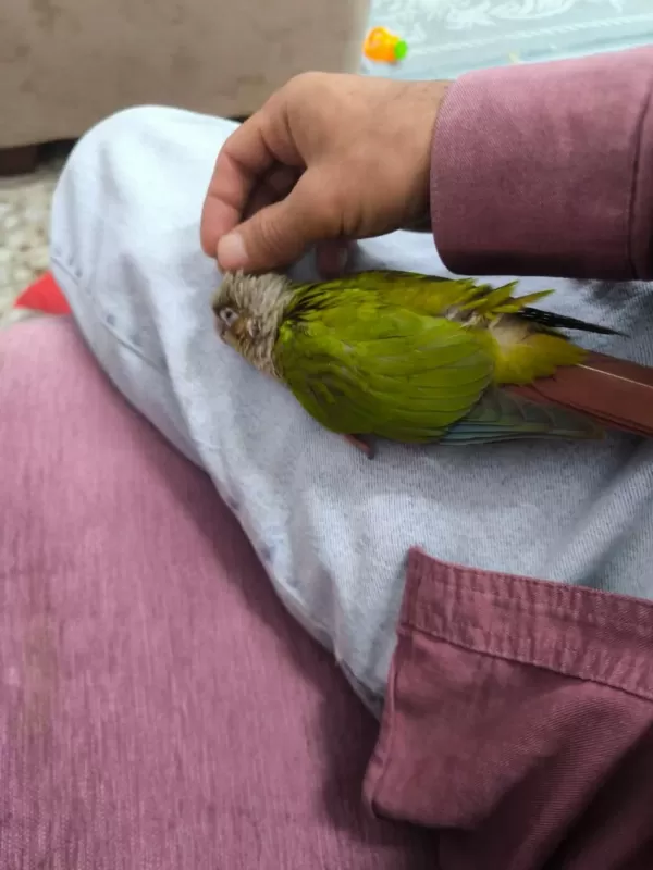 El Besleme Konur Papağani