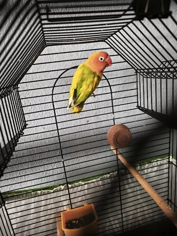 Erkek Mutasyon Cennet Papağanı