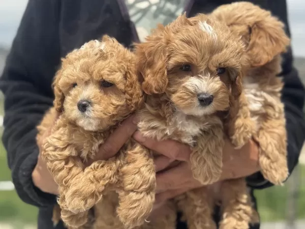 Petmode Köpek Çiftliğinden Kore Maltipoo