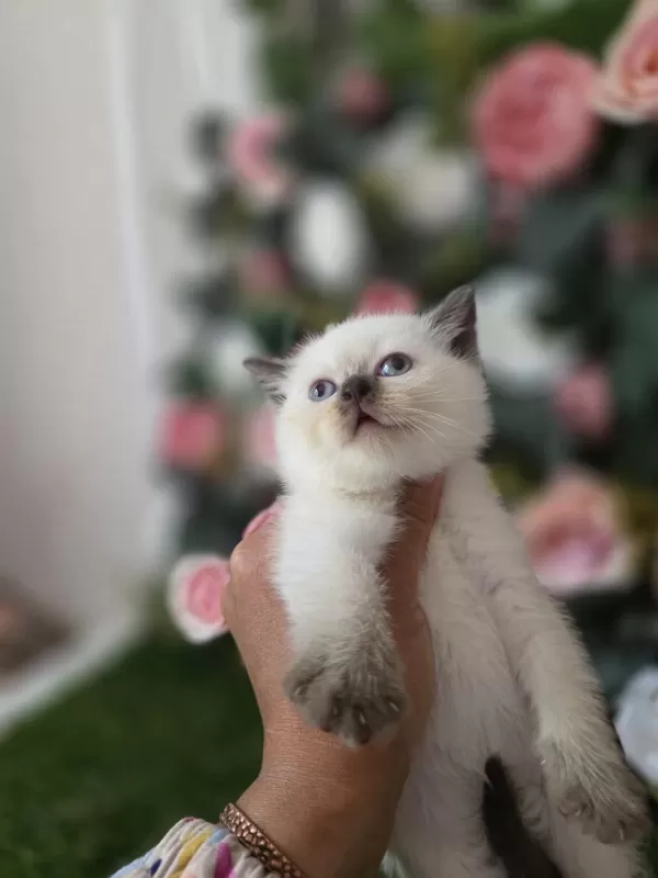Scottish Fold Ve British Yavrularımız