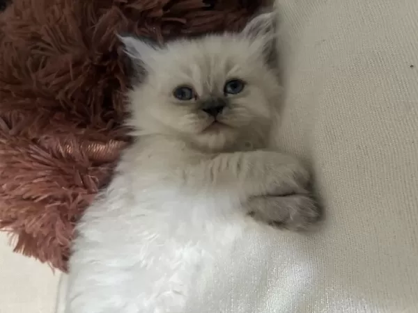 Mavi Gözlü Kedimiz Oyuncu Ve Kucak Düşkünü