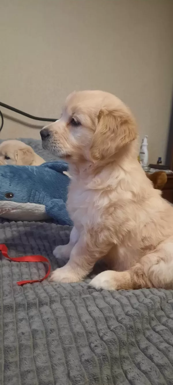 Golden Retriever Yavrular İstenirse Kapınıza Teslim