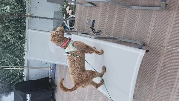 Poodle Köpeğimiz 9 Aylık