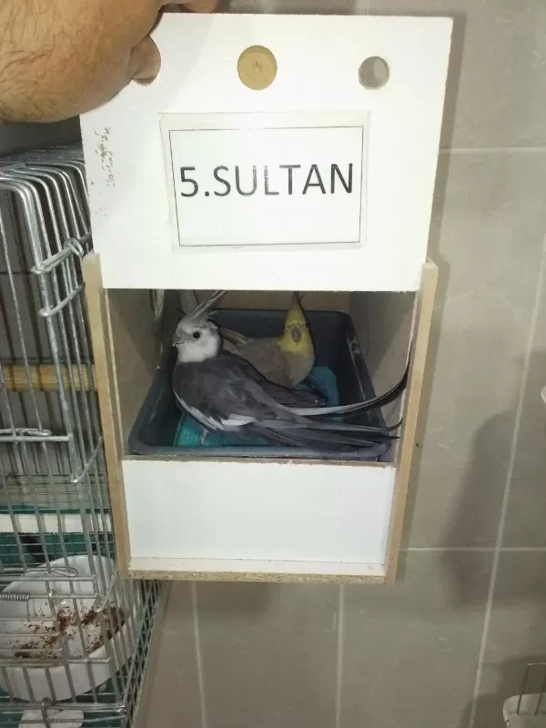 Damızlık Sultan Papağanlar
