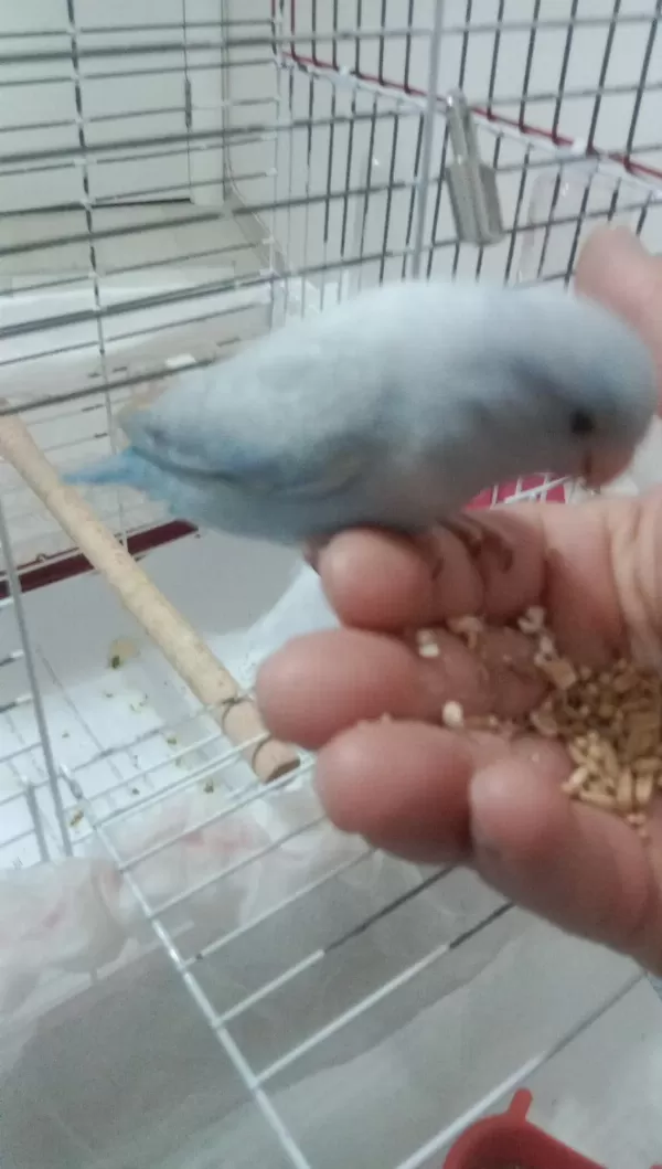 Yavru Forpus Papağanı