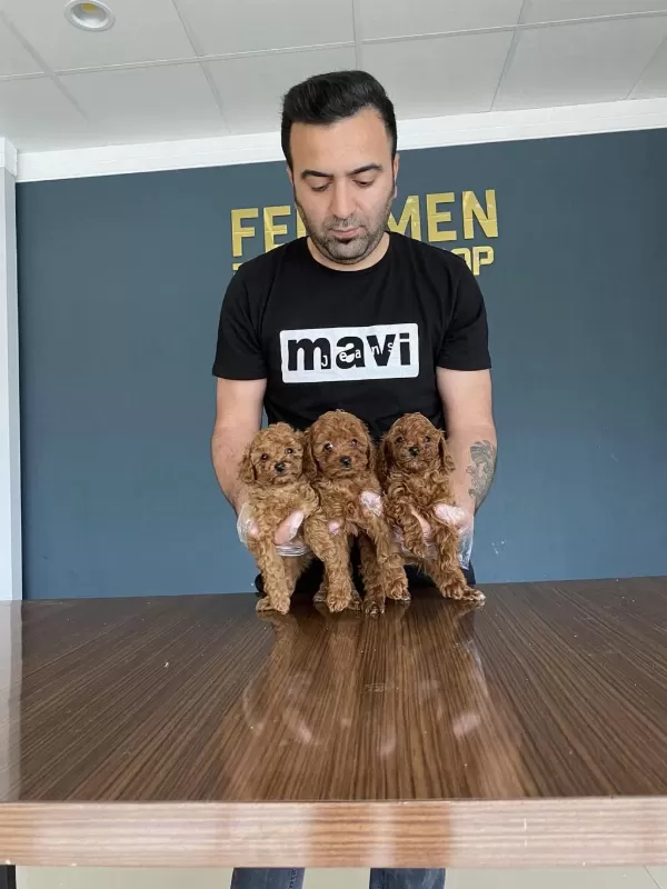 Köpek Dünyasindan Orjinal Toy Poodle Yavrulari