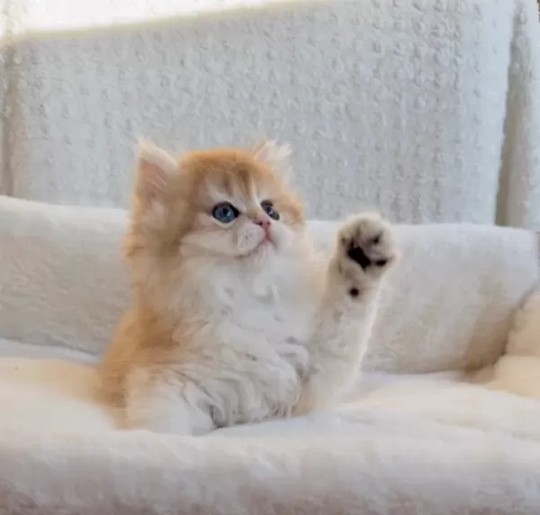 Blh 2 Aylık Erkek British Longhair