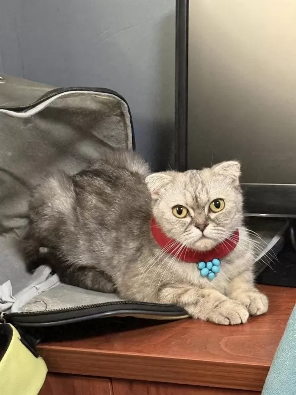 Scottish Fold Güzeller Güzeli Frape