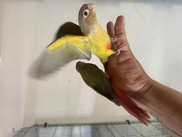 El Besleme Konur Papağani