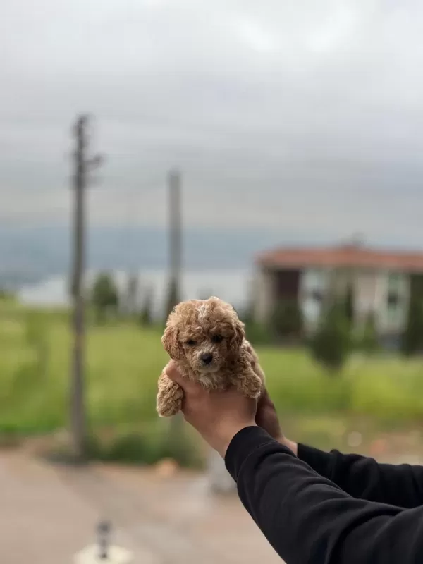 Yeni Yuvasına Hazır Maltipoo Ve Poodle Yavrularımız
