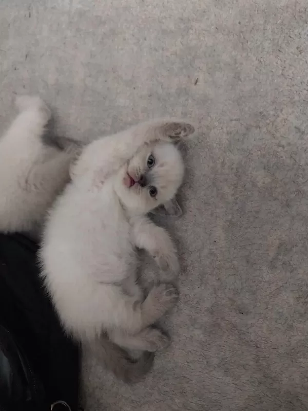 British Shorthair Yavrular Gönderim Mevcut