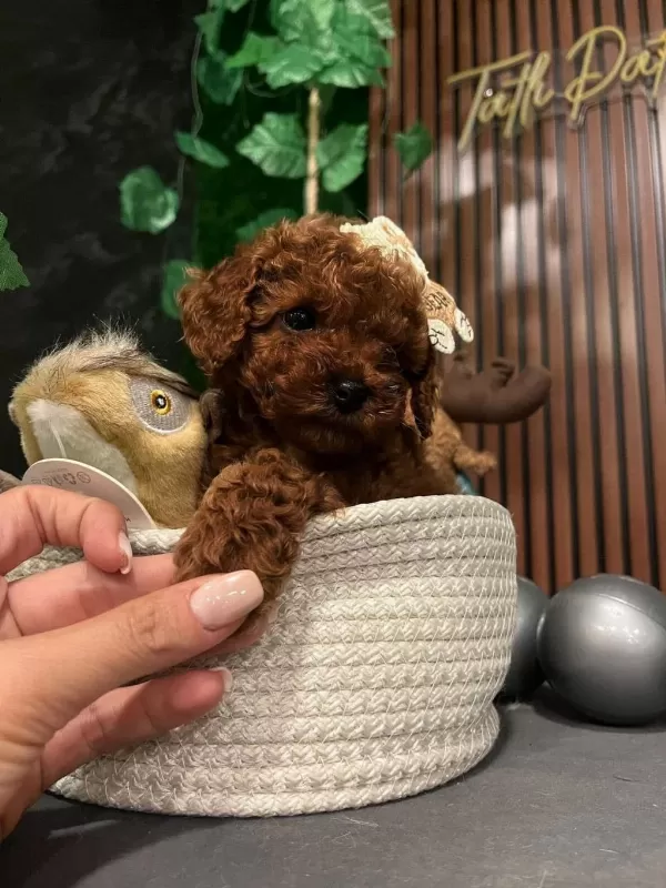 Ankara Nin En Güzel Toy Poodle Yavrulari